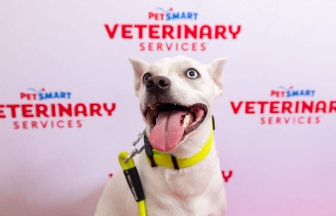 Happy dog in front of logo backdrop