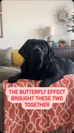 One lonely moment turned into a lifetime of love 🐶❤️ Did you know we partner with rescues nationwide through @petsmartcharities to help pets find their forever homes?  Tell us about your butterfly effect – how did you meet your forever best friend?  #petsmart #anythingforpets #thebutterflyeffect #adoptdontshop #petadoption #dogadoption