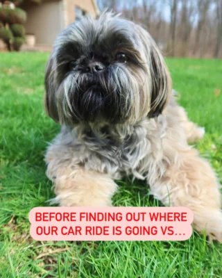 From gloom to zoomies in 0.2 seconds. What does your dog do when you tell them you’re headed to PetSmart?  #petsmart #anythingforpets #petsmarttrip #beforeandafter #zoomies #dogsoﬁnstagram