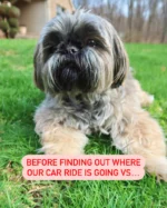 From gloom to zoomies in 0.2 seconds. What does your dog do when you tell them you’re headed to PetSmart?  #petsmart #anythingforpets #petsmarttrip #beforeandafter #zoomies #dogsoﬁnstagram