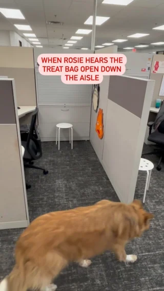 She doesn’t need a calendar invite—Rosie knows exactly when and where the treats drop 🤣 #petsmart #anythingforpets