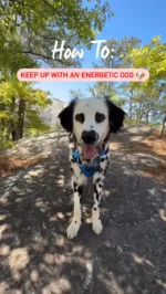 Keep those tails waggin’ and paws movin’! 🐶 Here are 4 fun ways to help your pup stay active and energized:  1.	Hit the trails 
 2.	Visit the park 
 3.	Try a new sport (agility, anyone?) 
 4.	Go for a walk or a run  Tag us in your adventures—we’d love to see your energetic pups in action! #petsmart #anythingforpets #dog