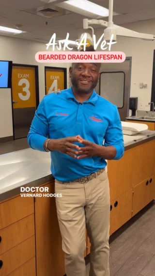 Dr. Hodges is here to talk about one of his favorite pets- bearded dragons 🦎 Listen in for why these reptiles make great pets! #petsmartveterinaryservices #anythingforpets