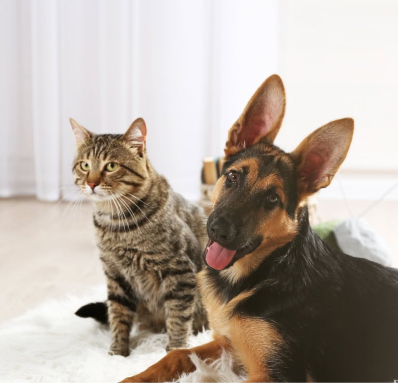 German Shepard and cat hanging out