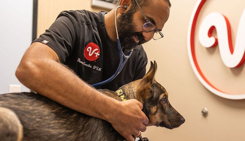 Vet holding dog checking neck