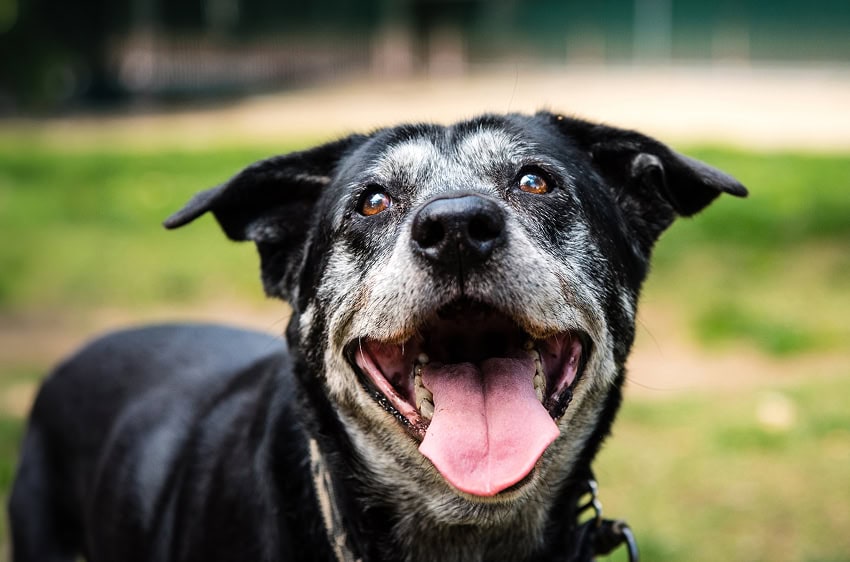 Old black lab smiling
