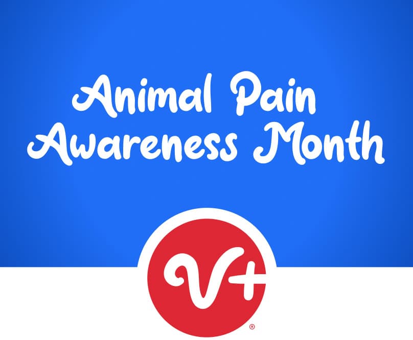 Animal Pain Awareness Month
