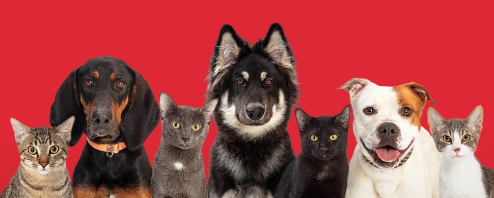 A bunch of dogs and cats on a red background