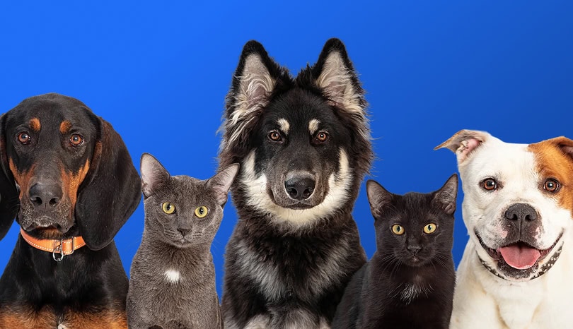 dogs and cats looking at camera straight on on blue background