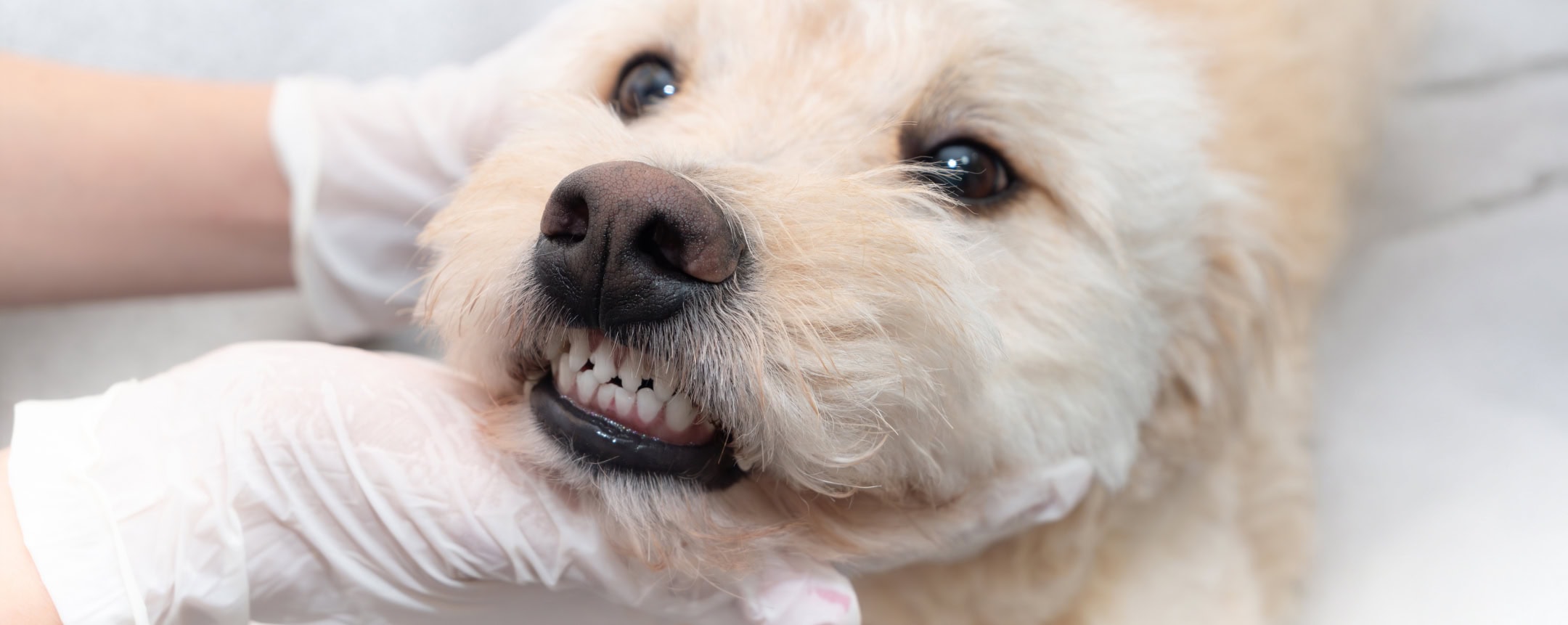 White dog showing off his great teeth