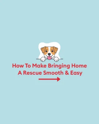 Welcoming home a rescue? 🐾 Here are 3 things to keep in mind to help them feel safe, loved, and right at home ❤️
1️⃣ Prep your space
2️⃣ Be patient
3️⃣ Build a routine they can count on  Every pet deserves a fresh start, and we’re here to help you every step of the way 🐶  What has worked best for your newly adopted pet? Share some advice for fellow pet parents in the comments! 👇
#petsmart #anythingforpets #adoptdontshop #nationalrescuedogday #adoptedpets #adopteddog
