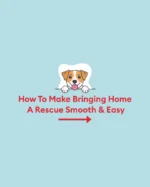 Welcoming home a rescue? 🐾 Here are 3 things to keep in mind to help them feel safe, loved, and right at home ❤️
1️⃣ Prep your space
2️⃣ Be patient
3️⃣ Build a routine they can count on  Every pet deserves a fresh start, and we’re here to help you every step of the way 🐶  What has worked best for your newly adopted pet? Share some advice for fellow pet parents in the comments! 👇
#petsmart #anythingforpets #adoptdontshop #nationalrescuedogday #adoptedpets #adopteddog