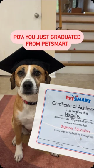 Training at PetSmart: Complete 🎓🐾  Congratulations to all of our graduates who have made it through our selection of training classes! We are so proud of you 🥹❤️  Have you ever signed your pup up for a training class with us? Share their proudest accomplishment in the comments! 🐶  #petsmart #anythingforpets #dogtraining #trainingclass #dogbehavior #gradseason