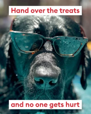 Serving looks and laying down the law 😎  Tell us, how does your pet demand treats? 🐾  #petsmart #anythingforpets #dogtreats #treats #doghumor #dogparents