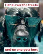 Serving looks and laying down the law 😎  Tell us, how does your pet demand treats? 🐾  #petsmart #anythingforpets #dogtreats #treats #doghumor #dogparents