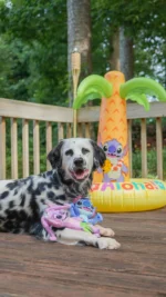 Hangin’ loose with Ryder and Stitch! 🌺🐾  Ryder’s soaking up the island vibes with Disney’s Lilo & Stitch collection at PetSmart! 🐶💙  He’s all about that tropical energy, and we’re totally here for it. 😎  #petsmart #anythingforpets #Liloandstitch #disney @ryderdalmatian