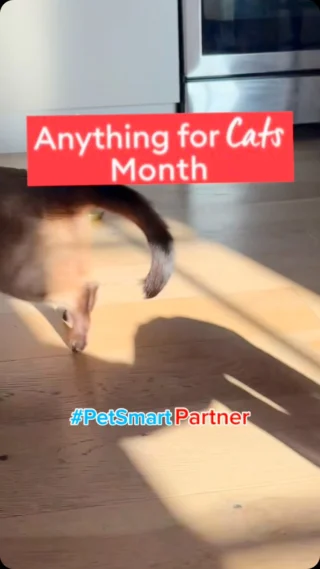 @mervthepet and the crew know how to celebrate Anything for Cats Month 🐱 There’s still time to earn 5X Treats Rewards points (10% in savings) on all cat merch & services! (thru 8/3) #anythingforpets #petsmart #cat #catsoﬁnstagram