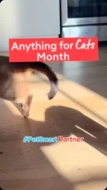 @mervthepet and the crew know how to celebrate Anything for Cats Month 🐱 There’s still time to earn 5X Treats Rewards points (10% in savings) on all cat merch & services! (thru 8/3) #anythingforpets #petsmart #cat #catsoﬁnstagram